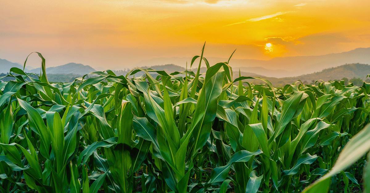 Os benefícios da rizobactéria Bacillus aryabhattai para a melhor absorção de nutrientes pelas plantas e promoção do crescimento vegetal