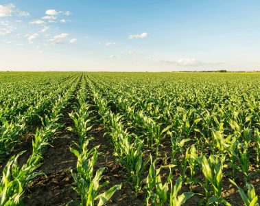 Qual a importância do magnésio na cultura do milho