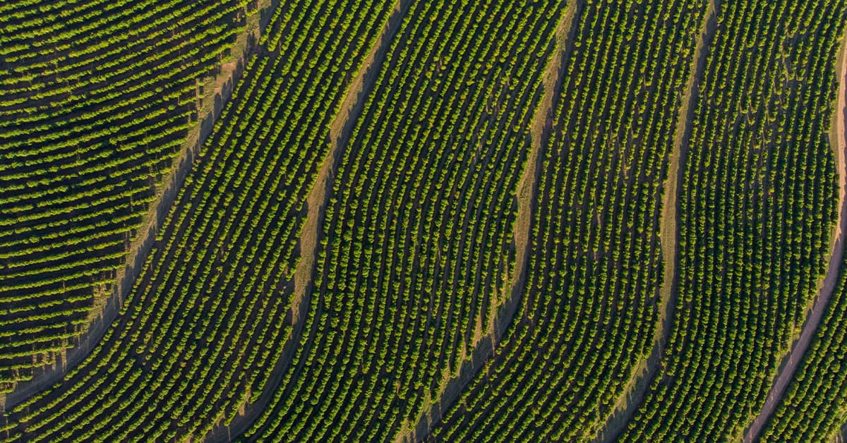 Qual a importância do potássio na fertilidade do solo