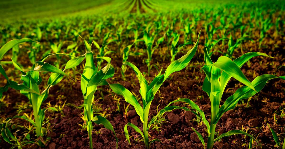 Qual é a função do magnésio nas plantas