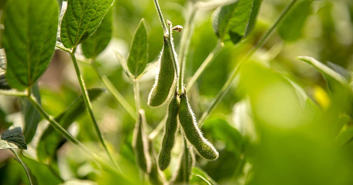 Uso da rizobactéria Bacillus aryabhattai para controle do nematoide de cisto da soja