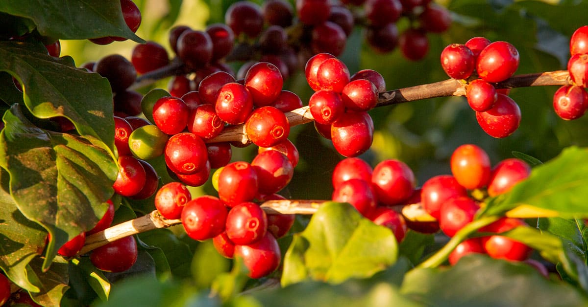 Agrônomo de Alpinópolis-MG fala sobre os benefícios do K Forte® para a cafeicultura