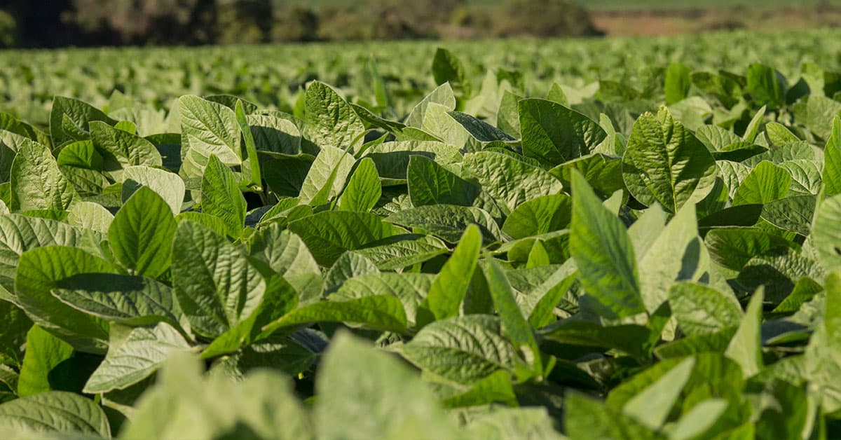 Como a rizobactéria Bacillus aryabhattai pode melhorar a disponibilidade de fósforo em sistemas de cultivo consorciado