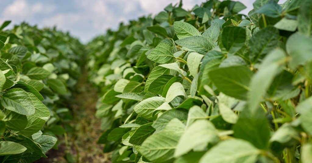 UM AGRICULTOR, BUSCANDO O AUMENTO DA PRODUTIVIDADE DE SUA