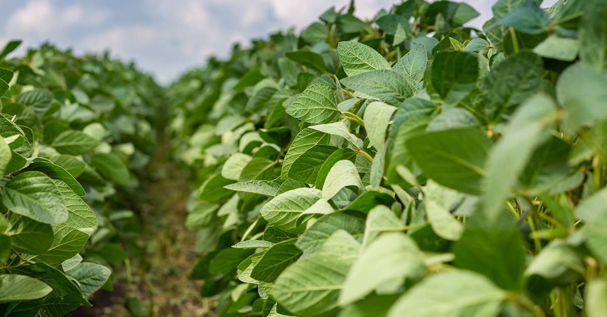 Um agricultor, buscando o aumento da produtivid