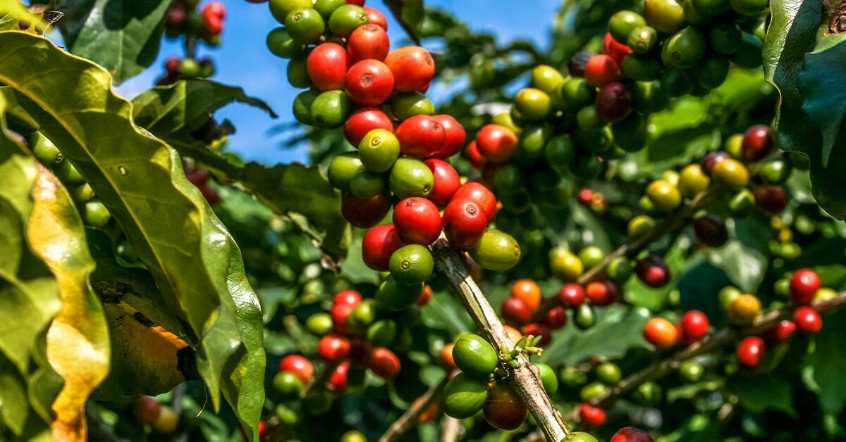 Cafeicultor de Claraval – MG conta os resultados do uso do K Forte® em substituição ao Cloreto de Potássio (KCl)