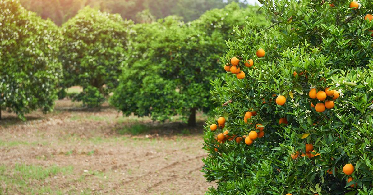 Agricultor conta os benefícios de três anos de uso do K Forte® na cultura da laranja