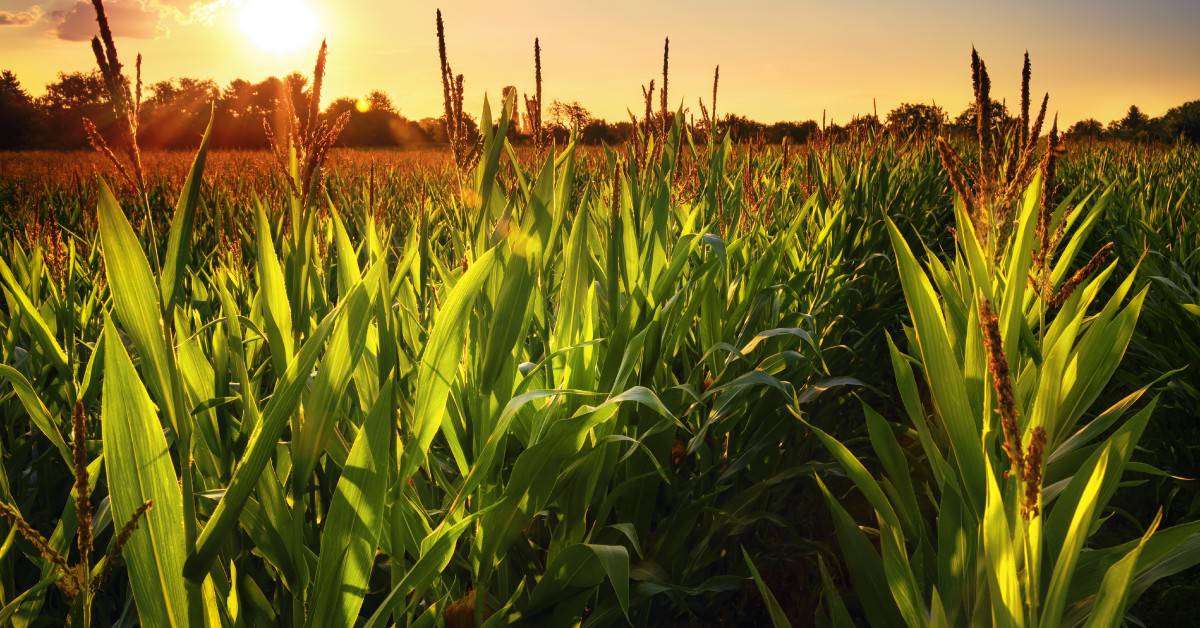 Os benefícios do uso do silício no controle de doenças de plantas