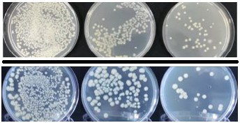 O Bacillus Aryabhattai Passou Por Testes Para Garantir A Qualidade Do Produto Da Verde Agritech
