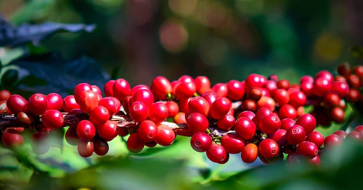 Quais são os sintomas de deficiência de magnésio no café?