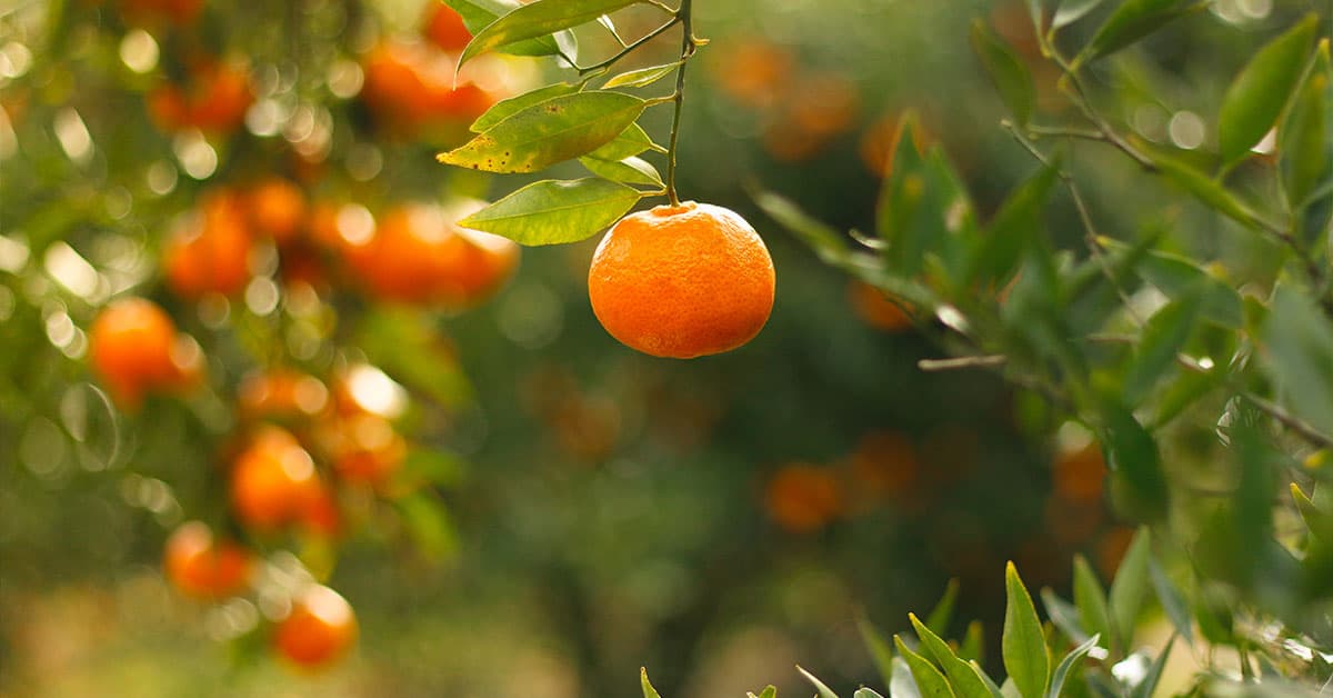 Magnésio em citros: como este nutriente possui influência na produtividade da cultura?