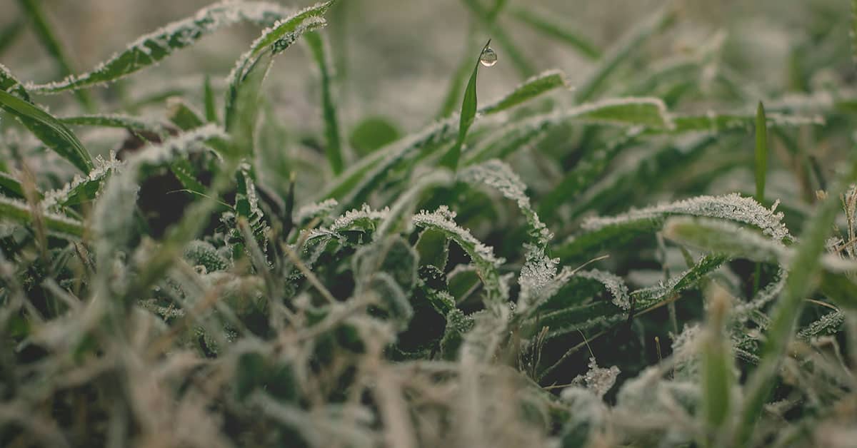 Qual é o papel do potássio no aumento da resistência das plantas contra geadas e secas?