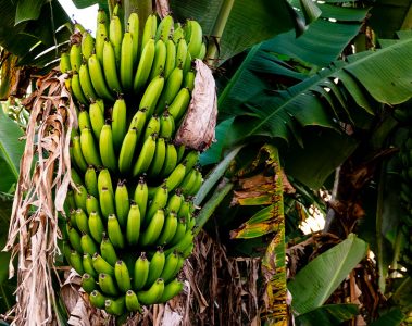 3 Dicas Para Fazer A Adubação Com Magnésio Na Cultura Da Banana