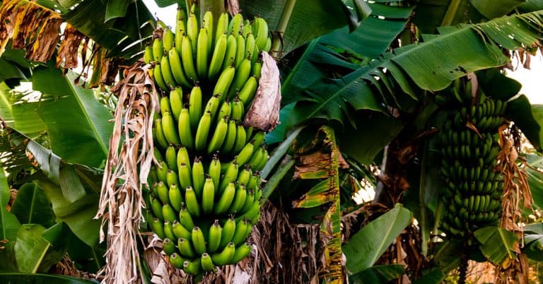 3 Dicas Para Fazer A Adubação Com Magnésio Na Cultura Da Banana