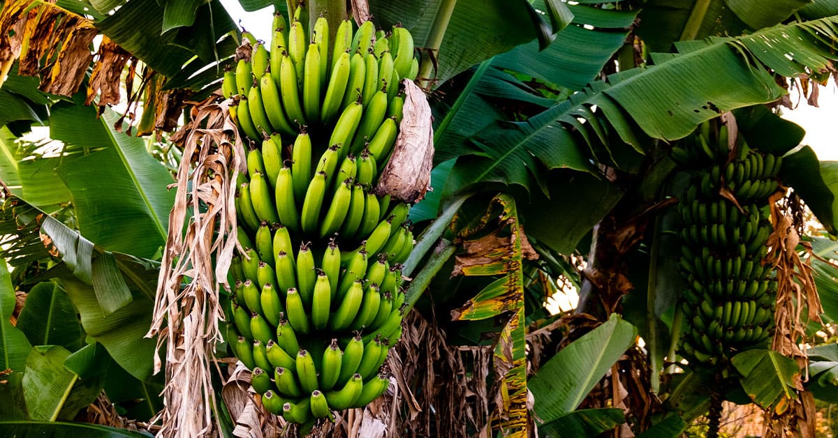 3 dicas para fazer a adubação com magnésio na cultura da banana