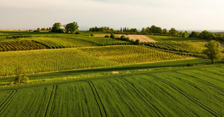 A Prática Da Agricultura Regenerativa Como Chave Para Uma Produção Mais Sustentável