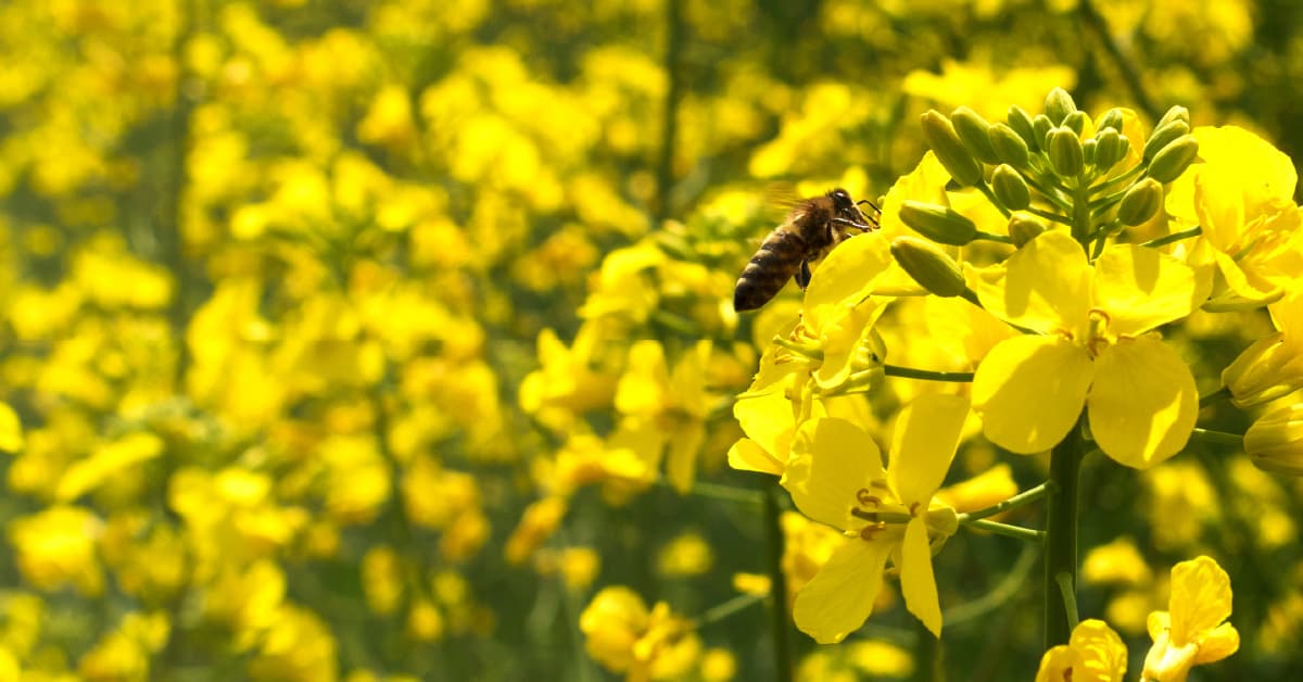Agricultura sustentável e polinização como essa aliança beneficia o agricultor