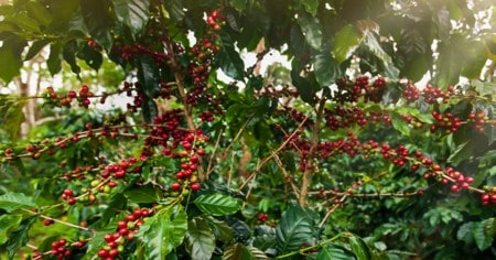 Cafeicultor De Rio Paranaíba - Mg Conta Como O K Forte® Melhorou O Manejo Agrícola