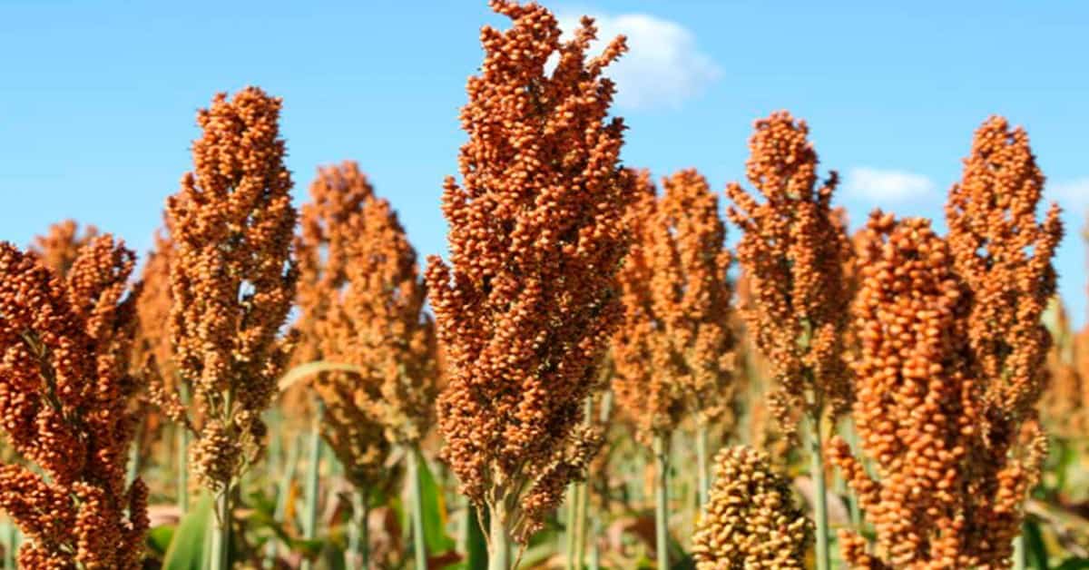 Sorgo para produção de silagem: qual o mais recomendado?