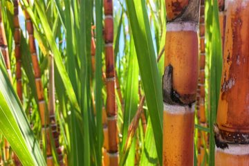 Agricultor De Jardinópolis - Sp Fala Sobre Os Resultados Do Uso Do K Forte® Na Melhoria Da Produtividade E Longevidade Da Cana-De-Açúcar