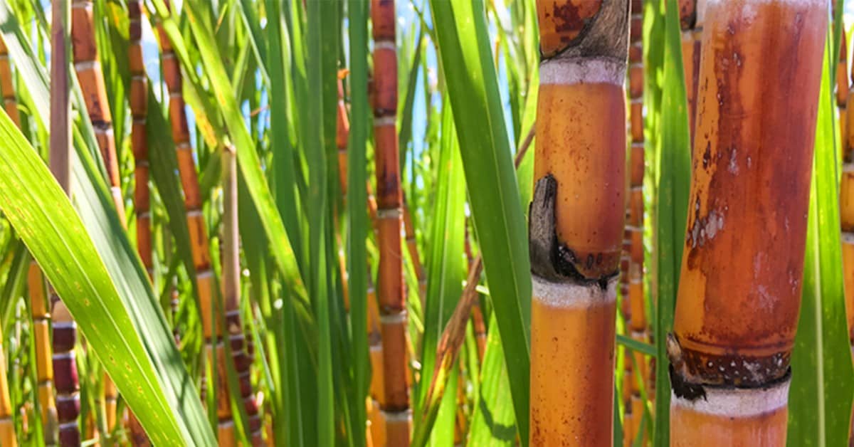 Agricultor de Jardinópolis - SP fala sobre os resultados do uso do K Forte® na melhoria da produtividade e longevidade da cana-de-açúcar