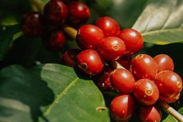 Consultor Agrícola Comenta Benefícios Do K Forte®, Fonte Brasileira De Potássio Para Café
