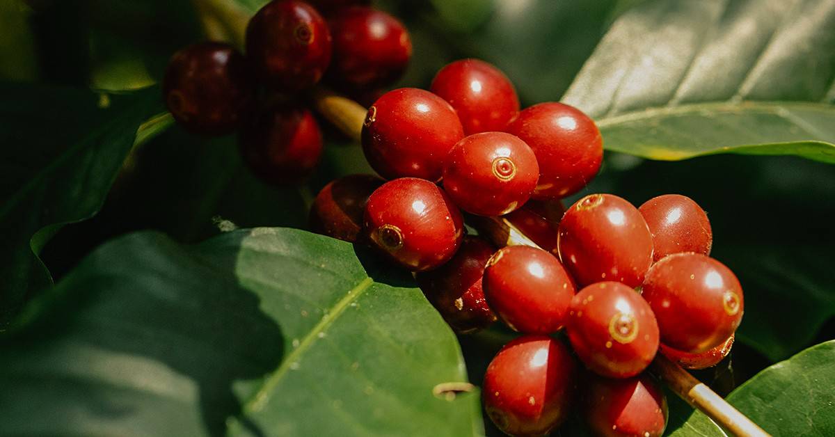 Consultor agrícola comenta benefícios do K Forte®, fonte brasileira de potássio para café