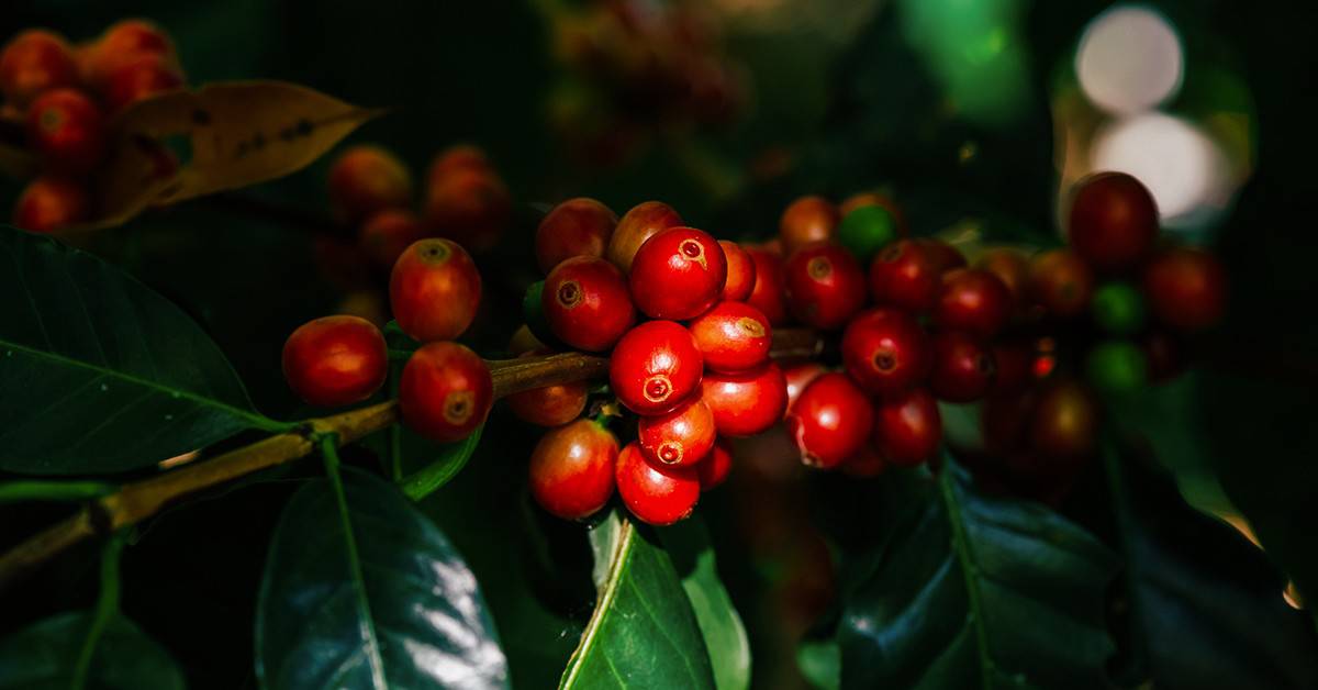 Como o potássio pode auxiliar na diminuição dos danos da geada no café?