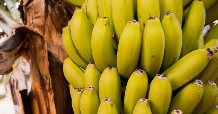 Manganês Na Banana: Descubra A Importância E Como Fazer O Manejo