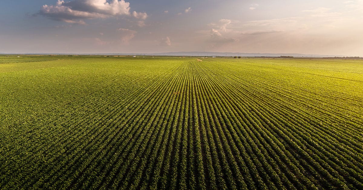 Manganês na agricultura: qual a importância desse micronutriente?