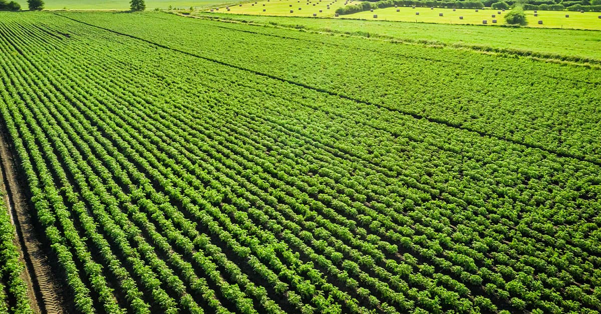Conheça 5 fontes de manganês para plantas