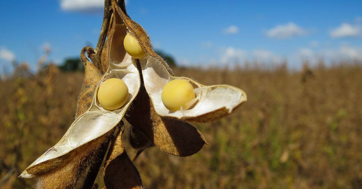 A importância do potássio na maximização do enchimento de grãos na soja
