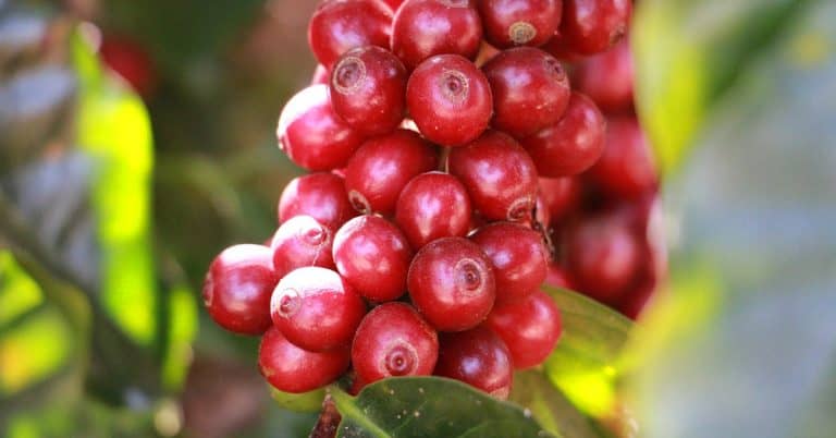 Agricultor De Guimarânia - Mg Conta Como O K Forte® Ajudou A Melhorar A Qualidade Da Bebida Do Café