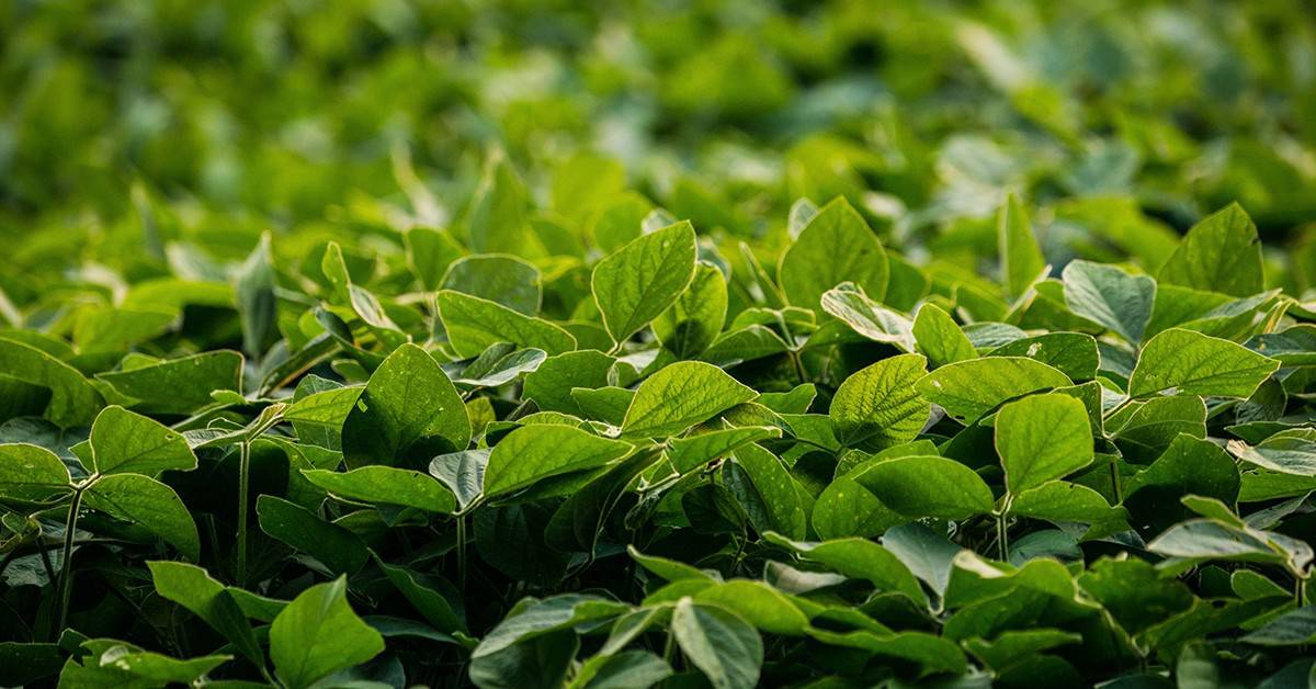 Boro na soja: saiba qual a importância e veja dicas de manejo