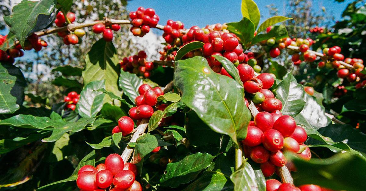 Cafeicultor holandês conta os resultados positivos do uso do K Forte® na lavoura de café