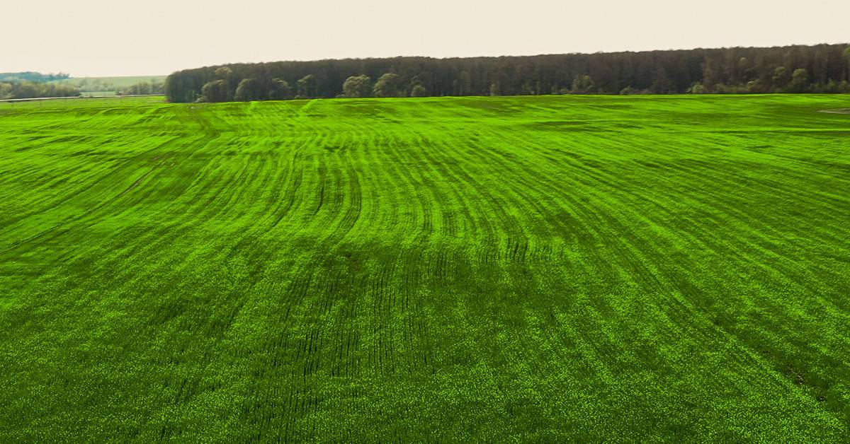 Como aplicar boro nas plantas 3 dicas que você precisa conhecer