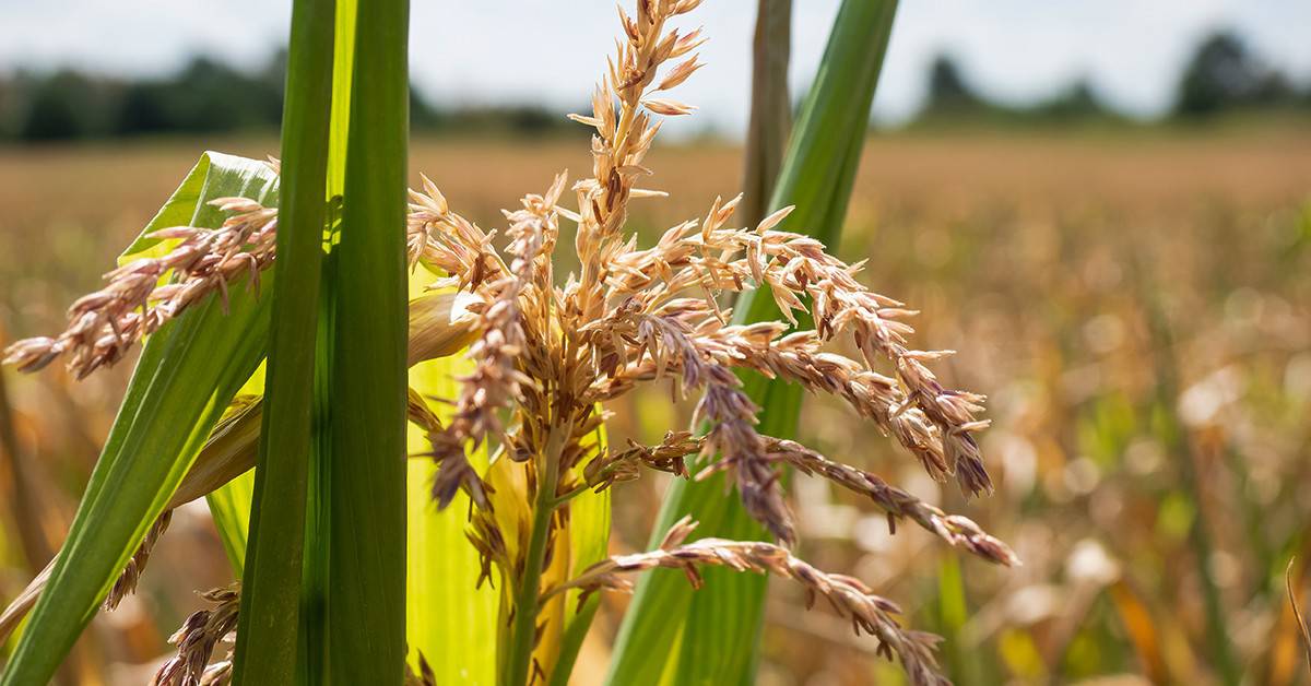 Como o potássio pode promover uma maior produtividade do milho para silagem? - Como o potassio pode promover uma maior produtividade para o milho para silagem