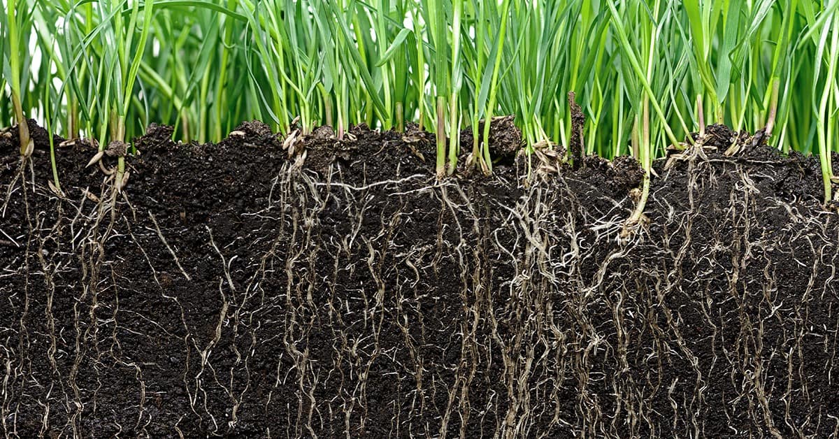 Como o sinergismo entre silício e rizobactérias pode ajudar a melhorar a produtividade agrícola