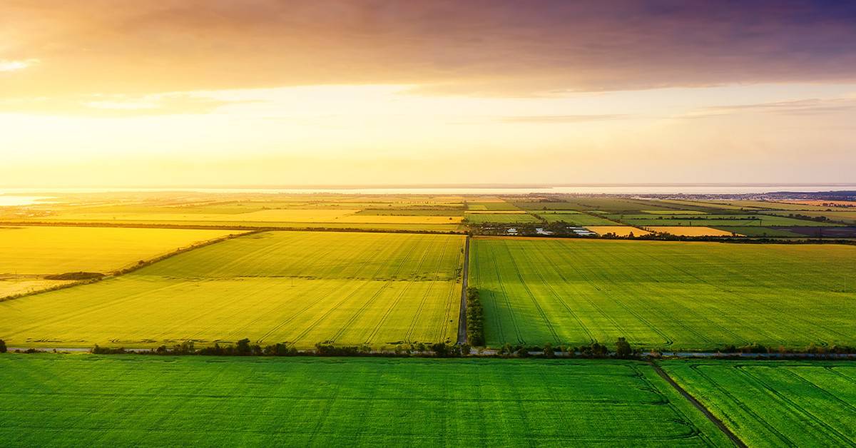 Conheça 5 das principais fontes de boro para agricultura