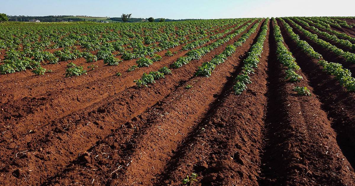 Conheça 5 dicas para melhorar o manejo de manganês no solo