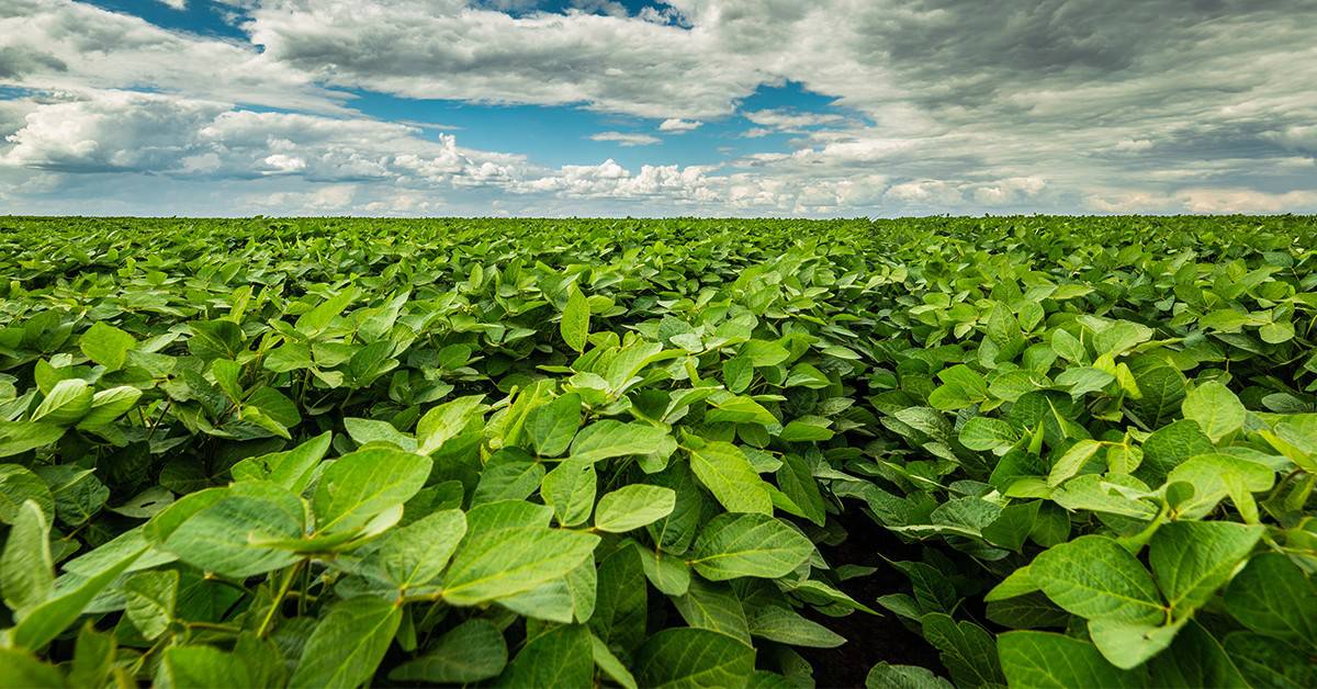 Consultor e produtor agrícola de Cássia - MG fala dos benefícios do uso do K Forte® na soja