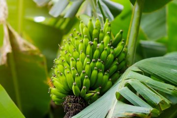 Quais São Os Sintomas De Deficiência De Manganês Na Banana