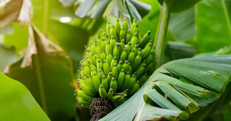 Quais São Os Sintomas De Deficiência De Manganês Na Banana