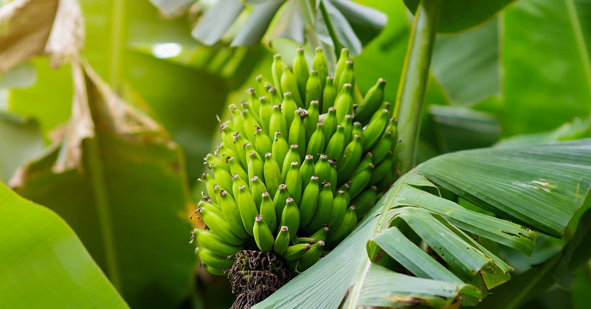 Quais são os sintomas de deficiência de manganês na banana
