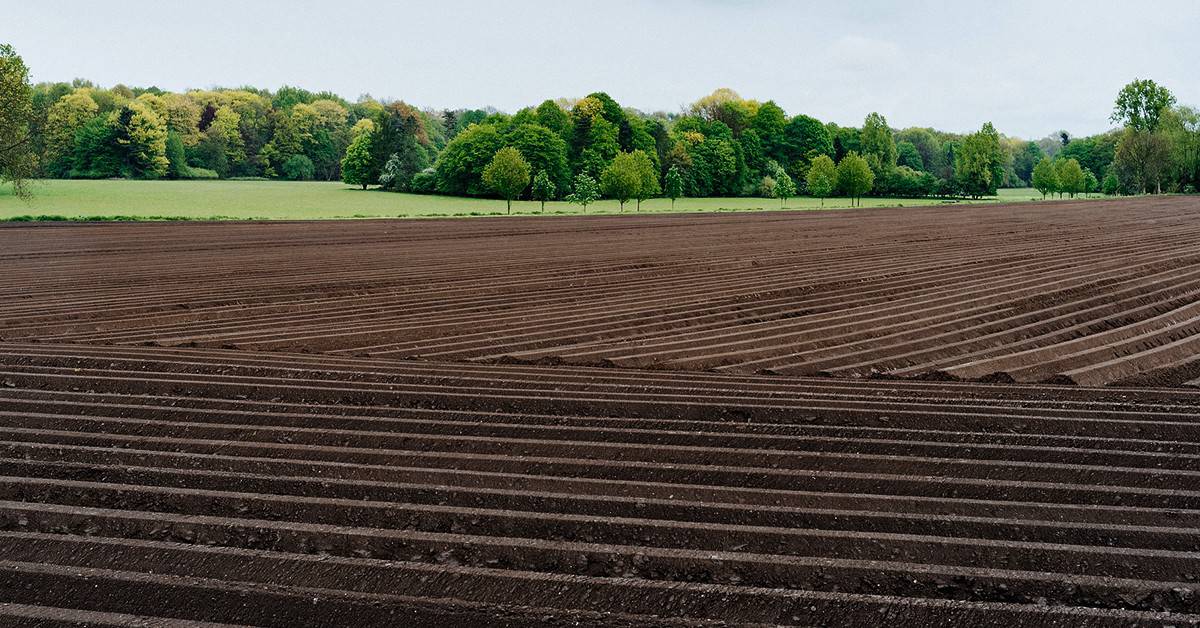 Quando ocorre a toxicidade de manganês nas plantas e como corrigi-la