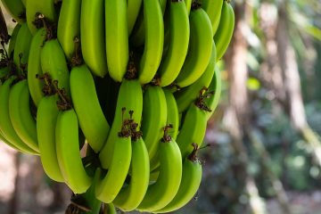 Como Identificar A Deficiência De Boro Na Banana?