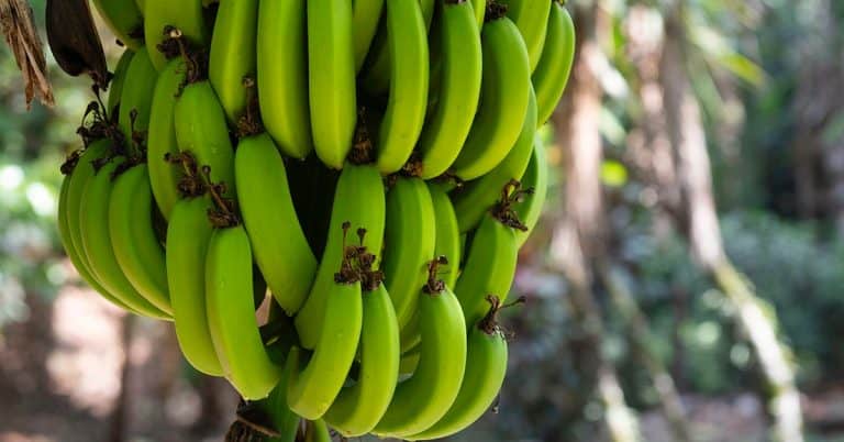 Como Identificar A Deficiência De Boro Na Banana?