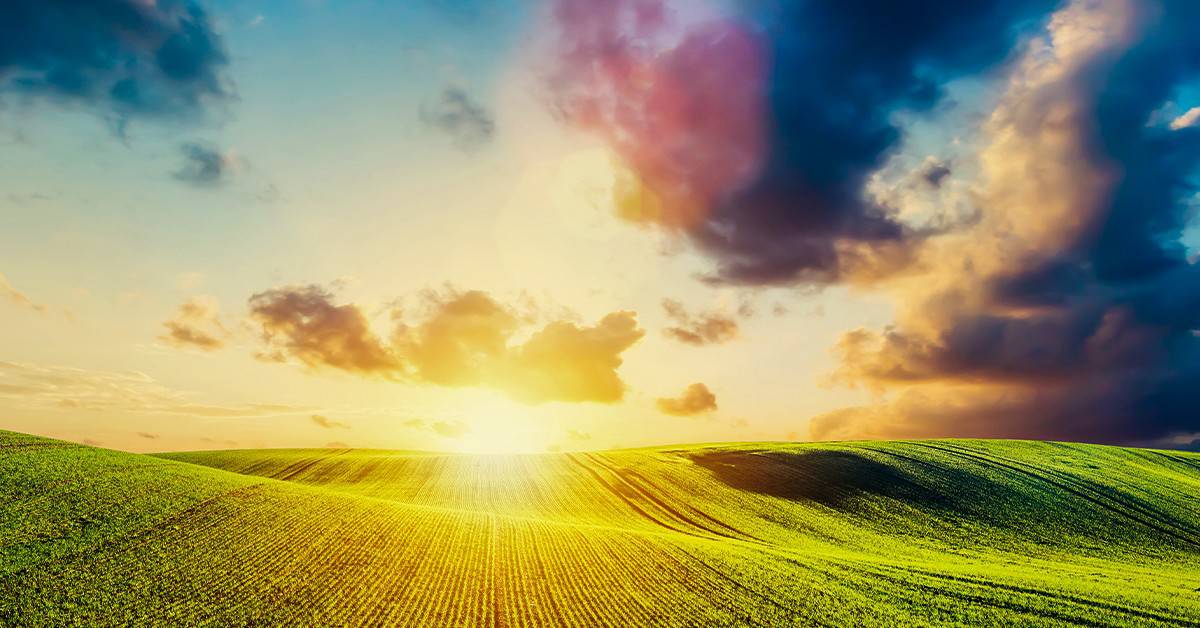 Como o potássio atua no metabolismo e transporte de carboidratos nas plantas? - Como o potassio atua no metabolismo e transporte de carboidratos nas plantas