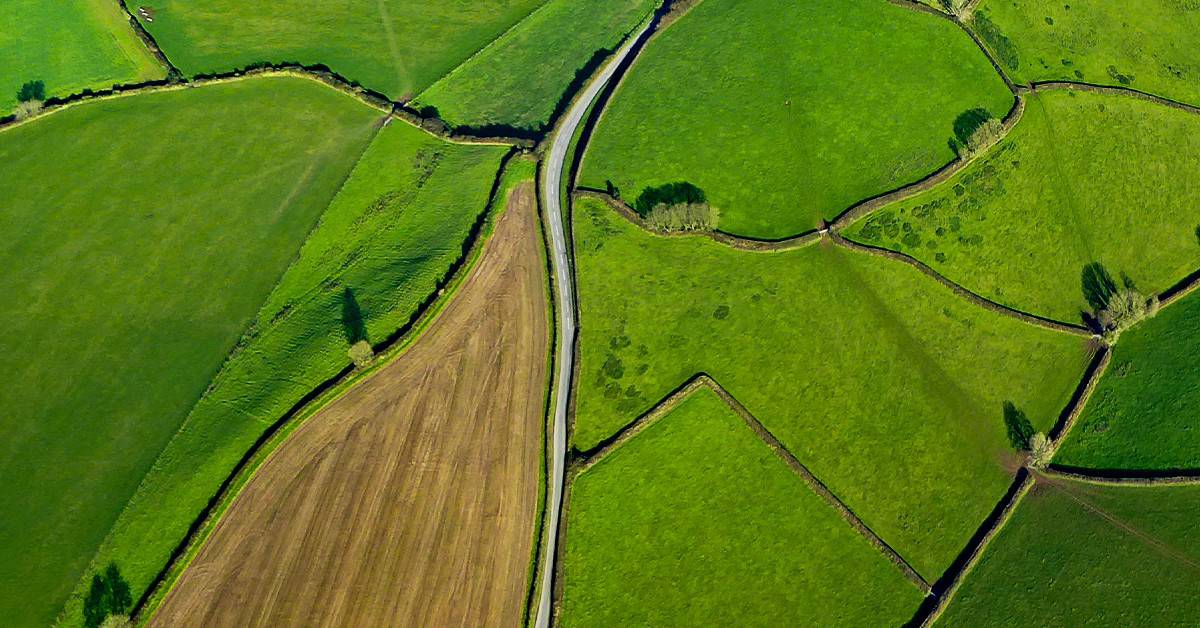 Conheça os principais sintomas de deficiência de boro nas plantas