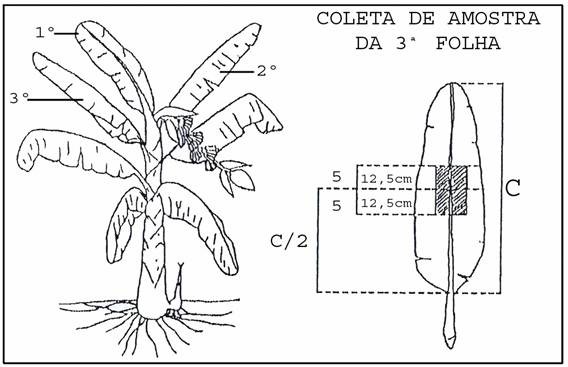 Procedimento de amostragem das folhas da banana para análise foliar. (Fonte: Borges & Oliveira, 1955)